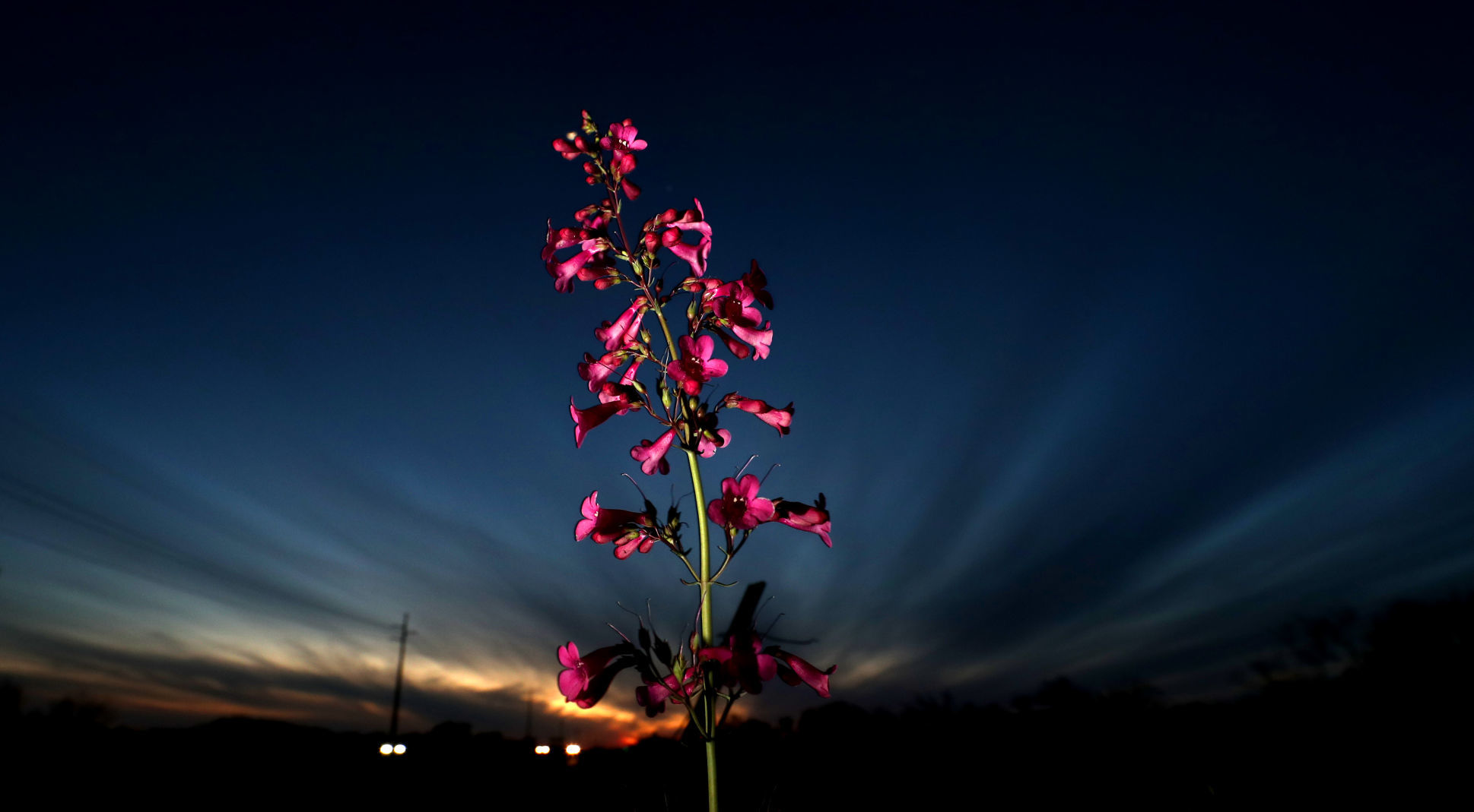 Wildflowers around Tucson, 2020
